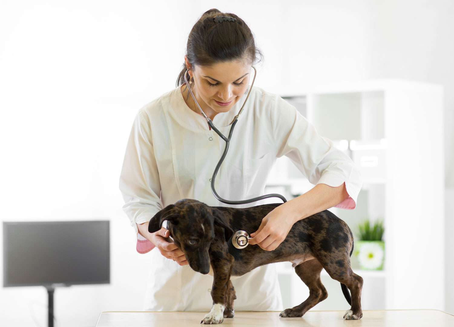 Pets-and-pet-care